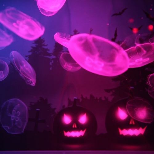 クラゲとハロウィーン