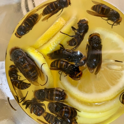 おいしい虫がわんさか！ 日本初「虫グルメフェス」で昆虫食を味わう