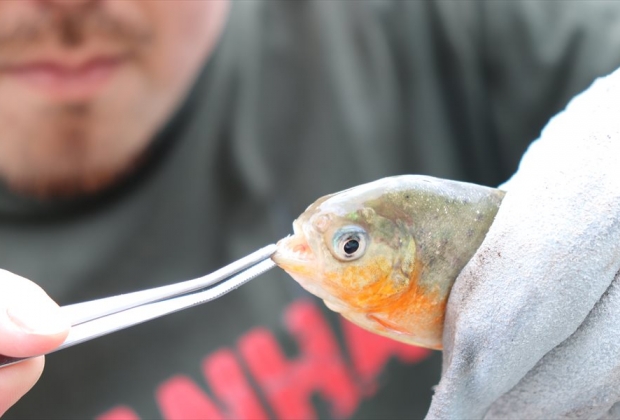 イベント情報・イベニア